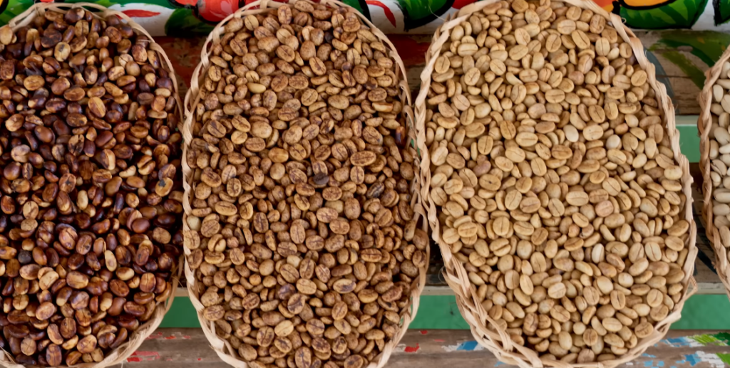 Honey process coffee beans drying in bucket showing yellow, red, and black honey mucilage levels