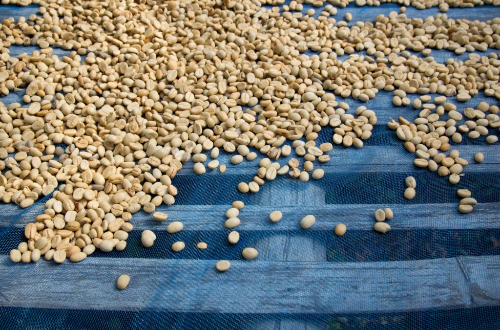 Green coffee beans spread out to dry on a mesh drying bed after washed processing, showing the sun-drying stage of specialty coffee production