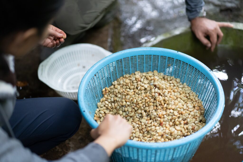 A farm worker washing freshly pulped green coffee seeds in a blue plastic basket over a water channel during washed coffee processing